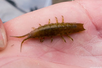Pentidotea resecata (Kelp Isopod)