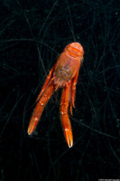 Pleuroncodes planipes (Pelagic Red Crab)