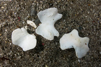 Cryptochiton stelleri (Gumboot Chiton)