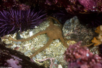 Ophioplocus esmarki (Smooth Brittle Star)
