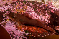 Hexagrammos decagrammus (Kelp Greenling)