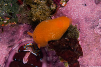 Aldisa sanguinea (Red Aldisa)
