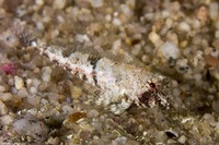 Orthonopias triacis (Snubnose Sculpin)
