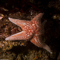 Dermasterias imbricata (Leather Star)