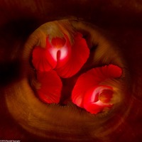 Urticina eques (White-Spotted Rose Anemone)