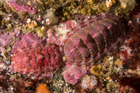 Tonicella lokii (Flame Lined Chiton)