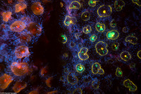 Corynactis californica (Club-Tipped Anemone)