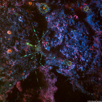 Pandalus danae (Dock Shrimp)