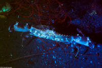 Cancer productus (Red Rock Crab)