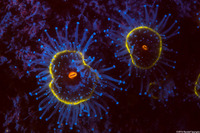 Corynactis californica (Club-Tipped Anemone)