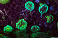 Anthopleura elegantissima (Aggregating Anemone)