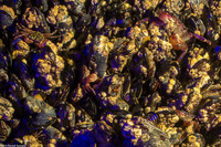 Pachygrapsus crassipes (Lined Shore Crab)