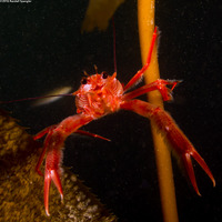 Pleuroncodes planipes (Pelagic Red Crab)