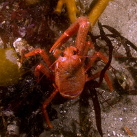 Pleuroncodes planipes (Pelagic Red Crab)