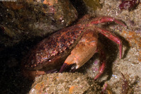 Romaleon antennarium (Pacific Rock Crab)