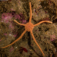 Ophioplocus esmarki (Smooth Brittle Star)