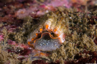 Thylacodes squamigerus (Scaled Wormsnail)