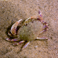 Metacarcinus gracilis (Graceful Crab)