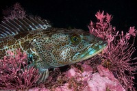 Ophiodon elongatus (Lingcod)