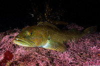 Ophiodon elongatus (Lingcod)