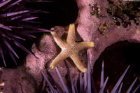 Henricia pumila (Dwarf Mottled Star)