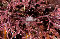 Calliarthron sp.1 (Articulated Coralline Algae)