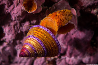 Calliostoma annulatum (Blue-Ring Top Snail)