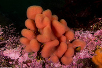 Aplidium californicum (Sea Pork)
