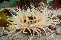 Urticina columbiana (Sand-Rose Anemone)