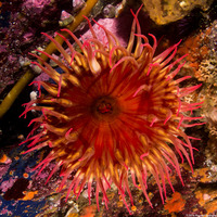 Urticina eques (White-Spotted Rose Anemone)