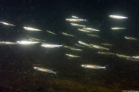Atherinops affinis (Topsmelt)