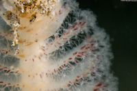 Stylatula elongata (White Sea Pen)