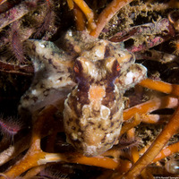 Octopus rubescens (Red Octopus)