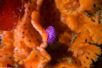 Phidolopora labiata (Lacy Bryozoan)
