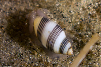 Rictaxis punctocaelatus (Striped Barrel Shell)