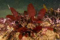 Palmaria hecatensis (Stiff Red Ribbon)