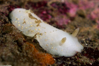 Cadlina modesta (Modest Cadlina)