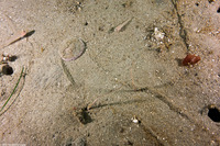 Dendraster excentricus (Sand Dollar)