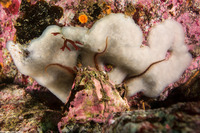 Cystodytes lobatus (Lobed Compound Tunicate)