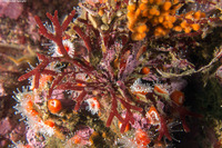 Rhodymenia californica (Rhodymenia Californica)