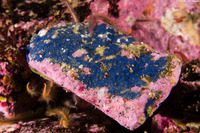 Acanthancora cyanocrypta (Cobalt Sponge)