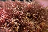 Order Ceramiales (Filamentous Red Algae)