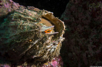 Balanus nubilus (Giant Acorn Barnacle)
