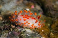 Limacia mcdonaldi (McDonald's Dorid)