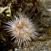 Diadumene leucolena (Ghost Anemone)