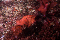 Chondracanthus corymbiferus (Turkish Towel)