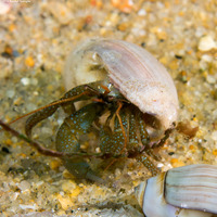 Pagurus granosimanus (Grainyhand Hermit Crab)