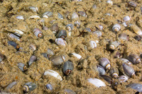 Callianax biplicata (Olive Snail)