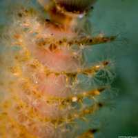 Stylatula elongata (White Sea Pen)