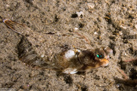 Pleuronichthys coenosus (C-O Sole)